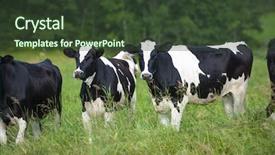  Presentation with dairy cow - Cool new presentation with dairy cows in beautiful green backdrop and a tawny brown colored foreground