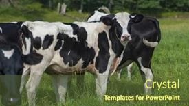  Presentation with dairy farm - 