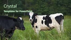  Presentation with dairy farm - 