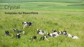  Presentation with beautiful green - Beautiful PPT theme featuring dairy-cows-in-beautiful-green and a  colored foreground