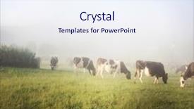  Presentation with new zealand - Theme with dairy cows in paddock new background and a sky blue colored foreground