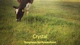  Presentation with dairy - Cool new slide set with dairy cows in paddock new backdrop and a tawny brown colored foreground