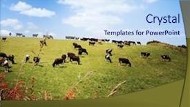  Presentation with dairy - Amazing presentation design having dairy cows in paddock new backdrop and a sky blue colored foreground