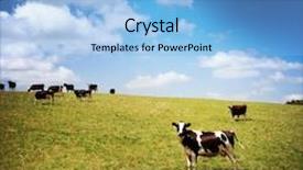  Presentation with dairy cow - Beautiful presentation design featuring dairy cows in paddock new backdrop and a light blue colored foreground