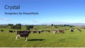  Presentation with grazing - Colorful PPT theme enhanced with dairy cows in paddock new backdrop and a light blue colored foreground