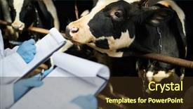  Presentation with dairy - Slides enhanced with dairy cows in stable background and a wine colored foreground