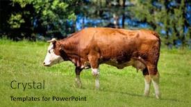  Presentation with dairy - Beautiful PPT theme featuring dairy-cows-on-summer-pasture backdrop and a gold colored foreground