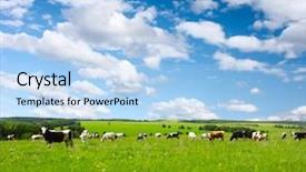  Presentation with grazing - Colorful PPT layouts enhanced with dairy farm - cows grazing on a green backdrop and a light blue colored foreground