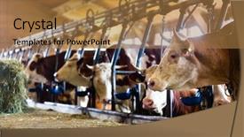  Presentation with dead cows - Cool new slide set with dairy farm - cows in cowhouse eating hay backdrop and a coral colored foreground