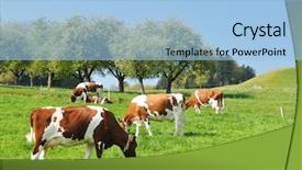  Presentation with dairy farm - PPT layouts featuring dairy farm - cows in emmental region switzerland background and a light blue colored foreground