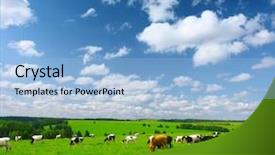  Presentation with meadow - Beautiful PPT theme featuring dairy farm - cows on meadow with green backdrop and a light blue colored foreground