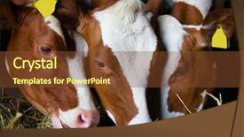  Presentation with dairy farm - Slide deck featuring dairy farm - dutch cows eating background and a tawny brown colored foreground