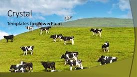  Presentation with dairy farm - Theme enhanced with dairy farm - grazing calves background and a light blue colored foreground