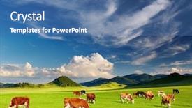  Presentation with dairy farm - Cool new slides with dairy farm - grazing cows backdrop and a ocean colored foreground