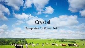  Presentation with grazing - PPT layouts featuring dairy farm - group of cows grazing background and a light blue colored foreground