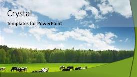  Presentation with meadow - Presentation theme having dairy farm - herd of cows on green background and a light blue colored foreground