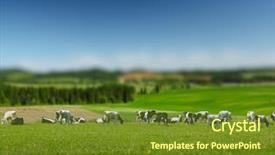  Presentation with dairy farm - Theme consisting of dairy farm - herd of cows background and a tawny brown colored foreground