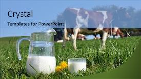  Presentation with dairy farm - Slides consisting of dairy farm - jug of milk against herd background and a light blue colored foreground