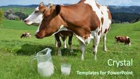  Presentation with milk dairy - PPT theme with dairy farm - milk and cows emmental region background and a tawny brown colored foreground