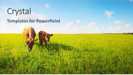  Presentation with grazing - Beautiful slide deck featuring dairy farm - two cows baby and mother backdrop and a sky blue colored foreground