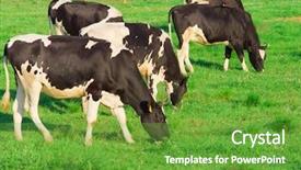  Presentation with animals - PPT theme with dairy farming - animals cows view background and a tawny brown colored foreground