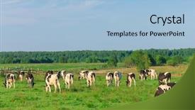  Presentation with animals - Theme featuring dairy farming - animals grazing view background and a light blue colored foreground