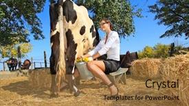 Presentation with funny cow on cow farm - Presentation theme consisting of dairy farming - business woman milking cow background and a coral colored foreground