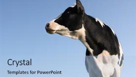  Presentation with five sided blue to white - PPT theme consisting of dairy farming - cow looking sideway background and a light blue colored foreground