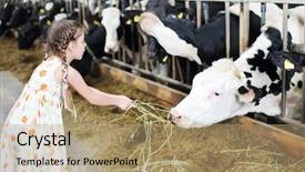  Presentation with cow cute - PPT layouts enhanced with dairy farming - cute little girl in dress background and a coral colored foreground