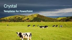  Presentation with grazing - PPT theme featuring dairy farming - grazing calves background and a ocean colored foreground