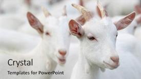  Presentation with group - Slides enhanced with dairy farming - group of white goats background and a  colored foreground