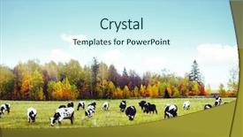  Presentation with autumn blue - Colorful PPT layouts enhanced with dairy farming - herd of cows grazing backdrop and a sky blue colored foreground