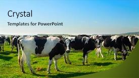  Presentation with dairy cows or buffalo - Beautiful presentation featuring dairy farming - herd of cows grazing backdrop and a light blue colored foreground