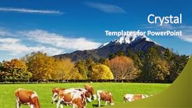  Presentation with dairy - Presentation theme featuring dairy farming - mountain landscape with grazing cows background and a teal colored foreground