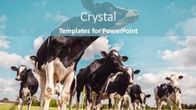  Presentation with dairy - Presentation theme enhanced with dairy-holstein-cows background and a  colored foreground