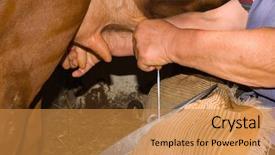  Presentation with cow milk - Theme featuring woman milk a cow background and a gold colored foreground