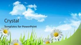  Presentation with sky blue - Audience pleasing theme consisting of daisies and grass with bright backdrop and a  colored foreground