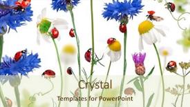  Presentation with ladybugs - Cool new PPT layouts with daisies cornflowers and plants backdrop and a soft green colored foreground