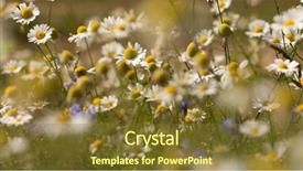  Presentation with end of summer - PPT theme enhanced with daisies on a sunny meadow background and a  colored foreground