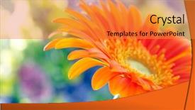  Presentation with gerbera daisy - Theme having closeup photo of yellow daisy background and a gold colored foreground