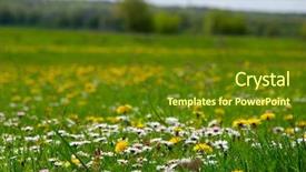  Presentation with green soccer field sport - Amazing PPT layouts having daisy-and-dandelion-flowers backdrop and a tawny brown colored foreground