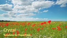  Presentation with nature meadow baby and child - Colorful presentation design enhanced with daisy and poppies spring meadow backdrop and a tawny brown colored foreground