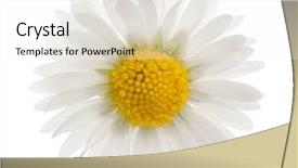  Presentation with daisy - Theme enhanced with daisy - bellis perennis background and a white colored foreground