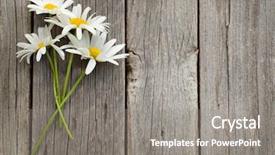  Presentation with daisy - Cool new theme with daisy chamomile flowers on wooden backdrop and a gray colored foreground