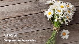  Presentation with daisy - Audience pleasing slides consisting of daisy chamomile flowers on wooden backdrop and a gray colored foreground