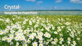  Presentation with blue flower - Presentation design having daisy flower - field of camomiles and blue background and a teal colored foreground