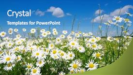  Presentation with blue flower - Presentation theme consisting of daisy flower - field of camomiles and blue background and a teal colored foreground