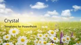  Presentation with sun rays on blue sky - Colorful theme enhanced with daisy flower - field of daisies blue sky backdrop and a yellow colored foreground
