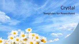  Presentation with daisy - PPT theme having daisy flower - field of daisies background and a light blue colored foreground