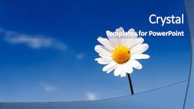  Presentation with blue flower - Beautiful PPT layouts featuring daisy flower - summer field with white daisies backdrop and a ocean colored foreground